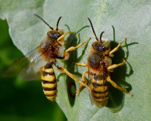 Nomada agrestis